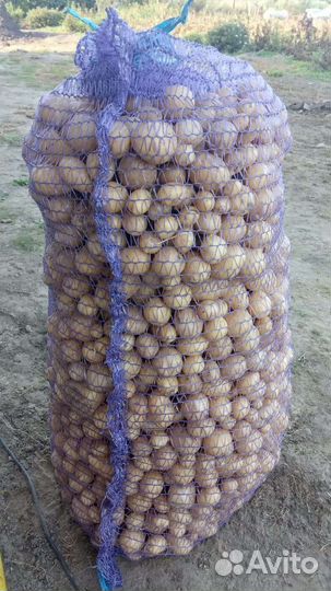 Картофель мелкий