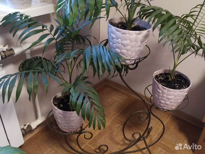 Хамедорея комнатные домашние растения