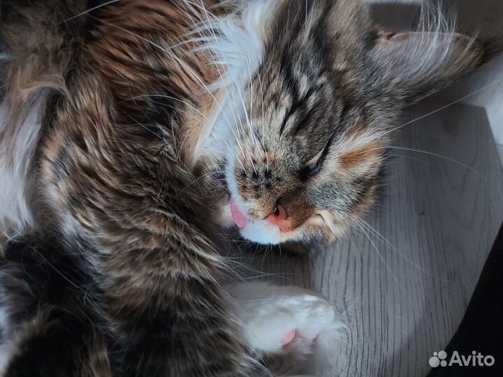 Кошка мейкун бесплатно