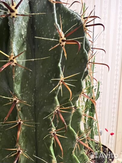 Кактус большой