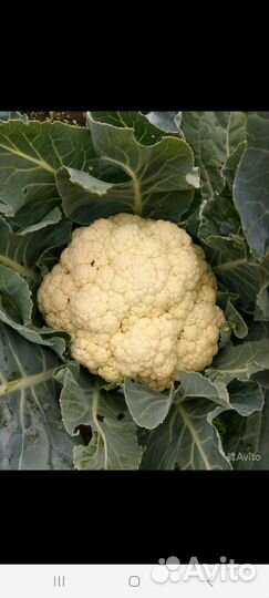 Рассада капусты