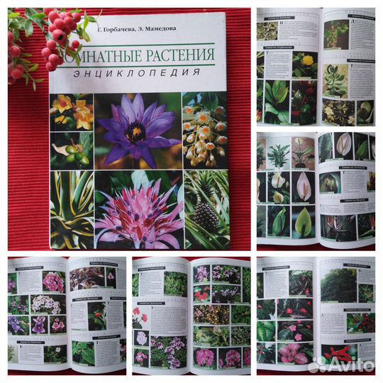Энциклопедия Комнатные растения