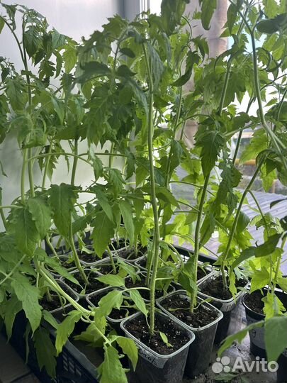Рассада томатов