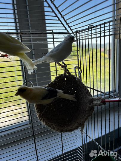 Кенара и канарейки