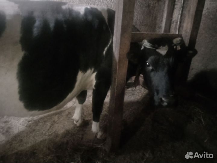Коровы дойные молочные