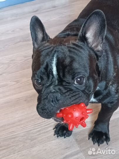 Вязка кобель