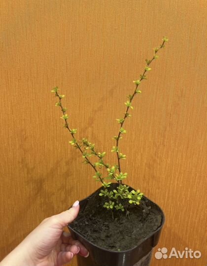 Барбарис Мария