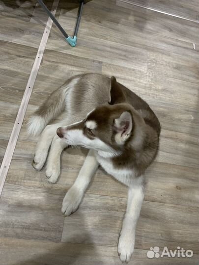 Щенки хаски