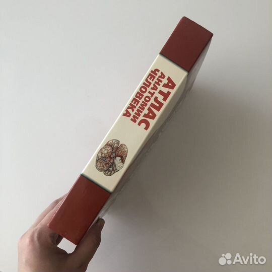 Атлас анатомии человека Левкин