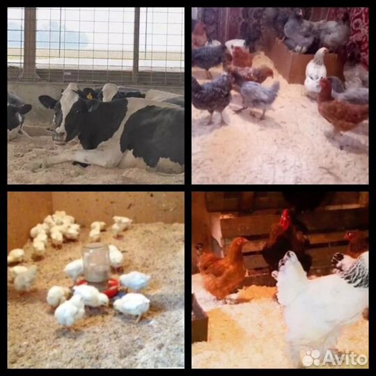 Опилки Стружка древесная