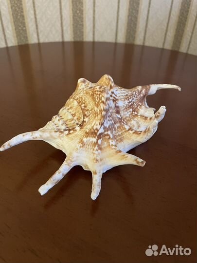 Ракушки в аквариум