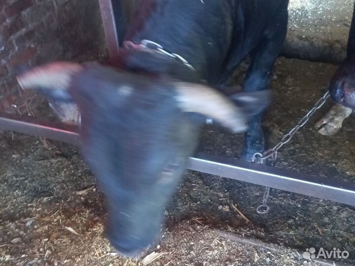 Продам быка