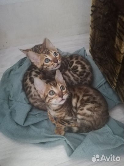 Бенгальские котята