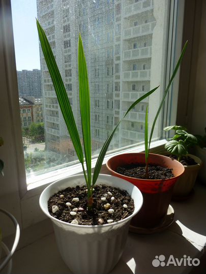 Финиковая пальма