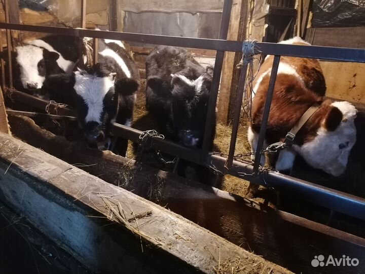 Бычки и тёлки