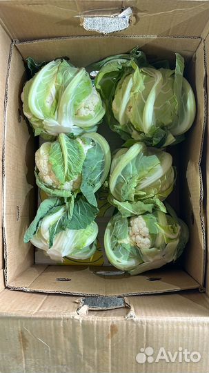 Цветная капуста оптом