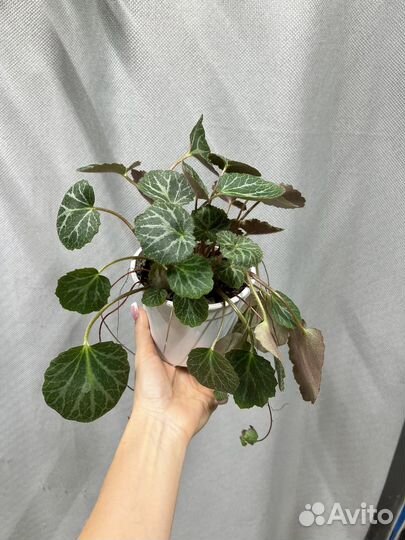 Комнатные цветы