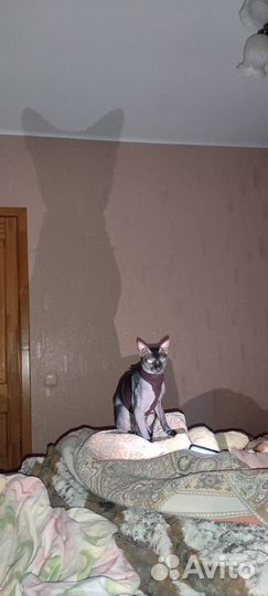 Донской сфинкс