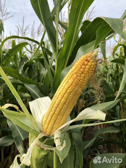 Семена кукурузы Сспк Ккз 