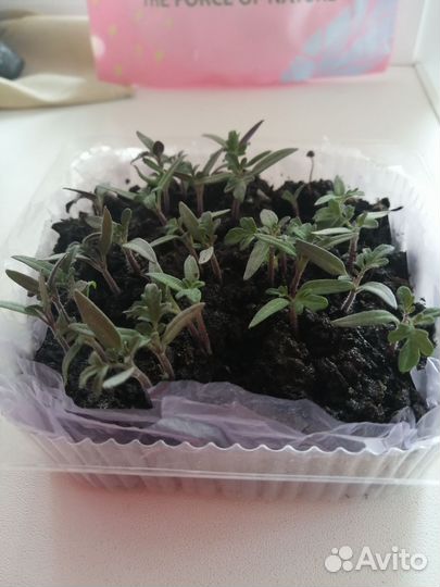 Помидоры балконное чудо томаты рассада