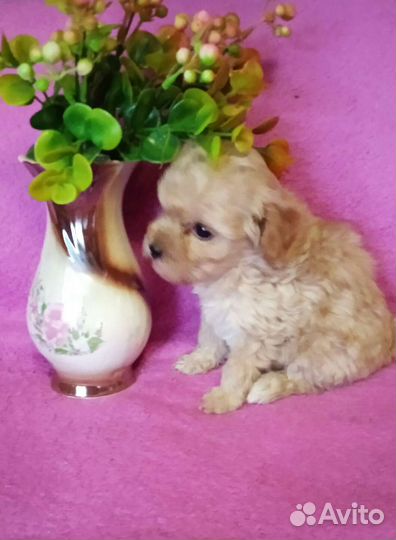 Той пудель. Девочка