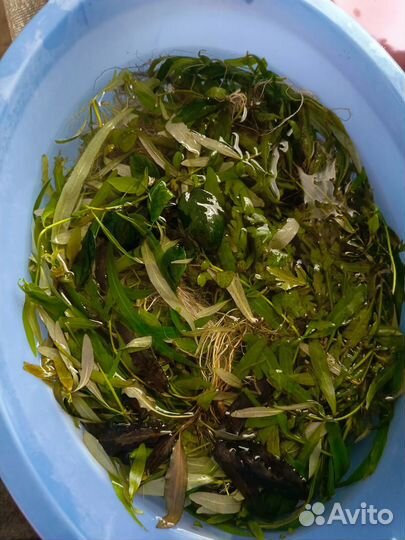 Аквариумные рыбки и растения (полностью аквариум)