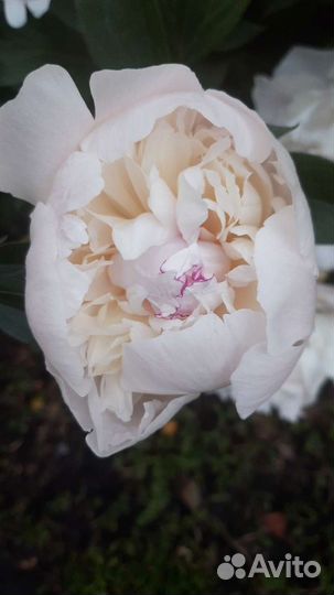 Пион Festiva Maxima