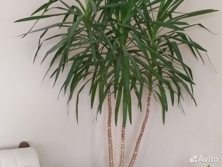 Пальма юкка