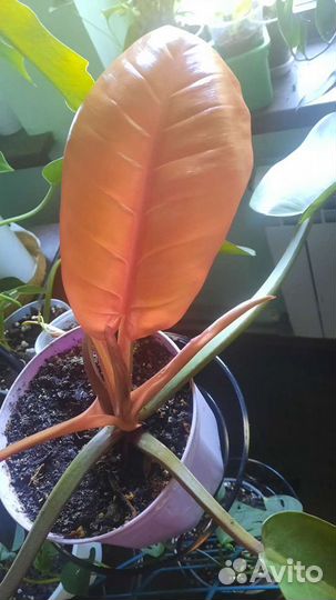 Филодендроны:Ринг оф фаер.Бонус.Рэд сан.Принц оран