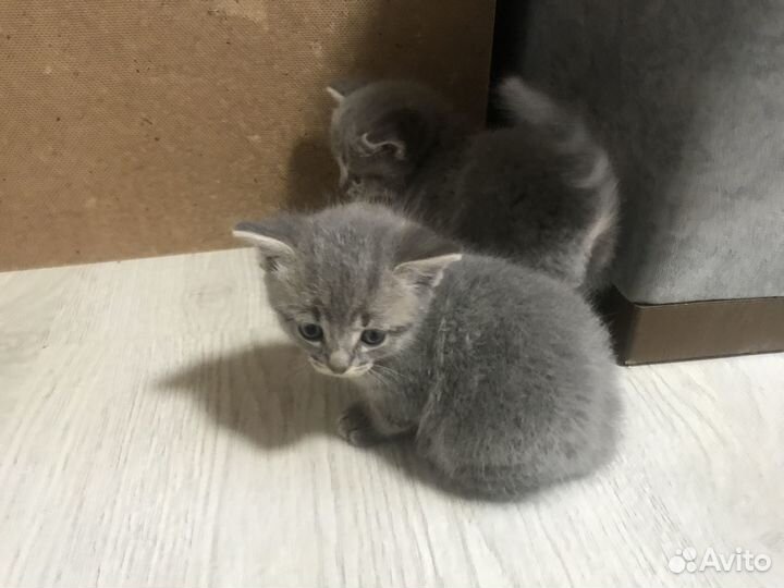 Котятки в добрые руки