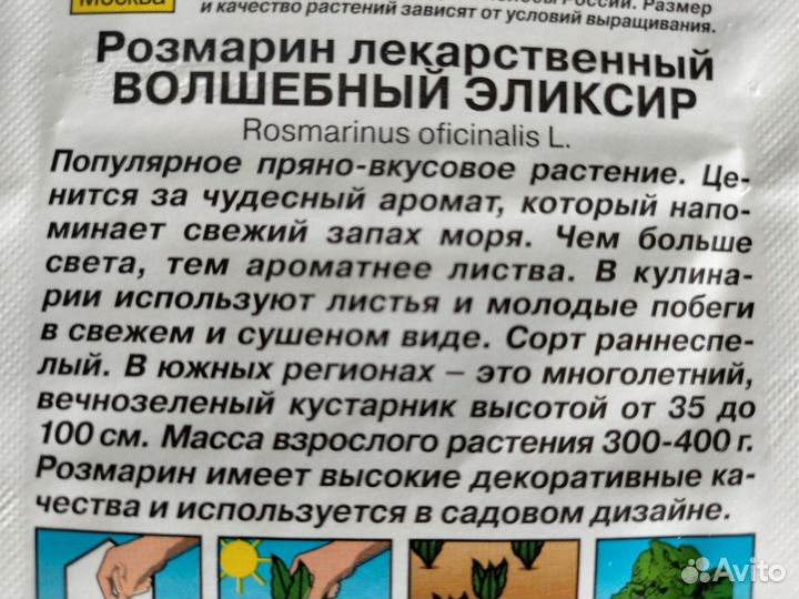Розмарин саженцы