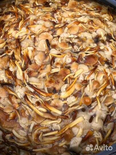 Грибы опята,вешенки (маринованные ) продаю