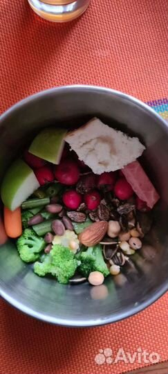 Передержка птиц, попугаев, грызунов. цао