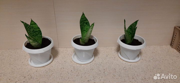 Сансевиерия ханни