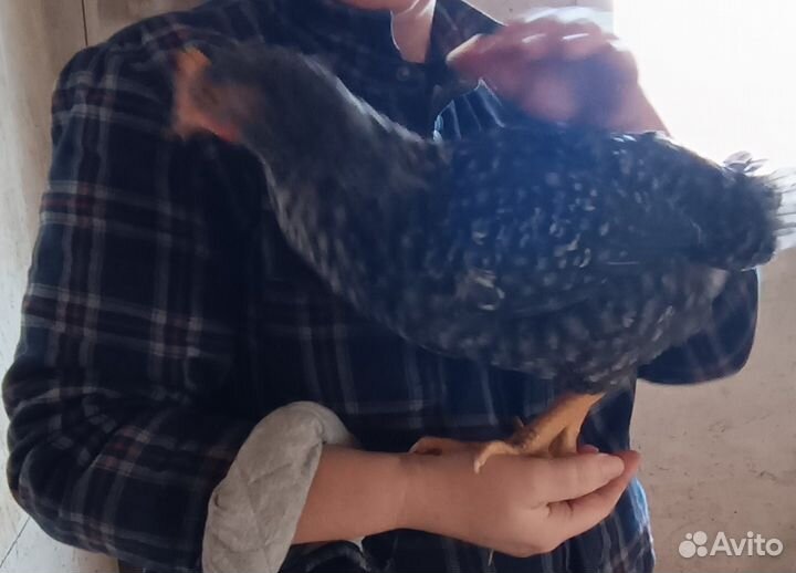 Продам суточных и подрощенных цыплят