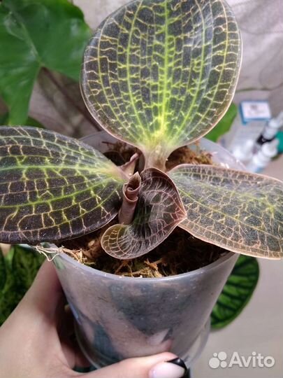 Драгоценная орхидея