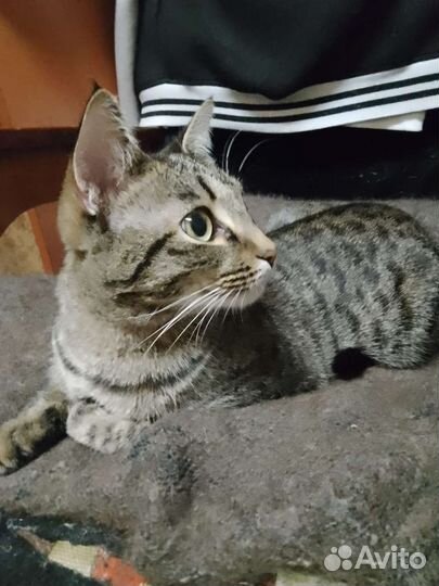 Кошка в добрые руки