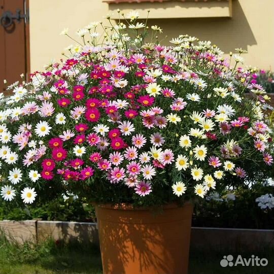 Аргирантемум