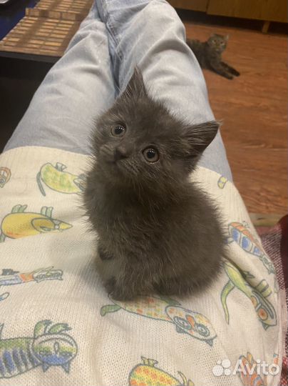 Котёнок девочка в добрые руки