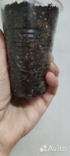 Antigue Rose (Античная Роза)