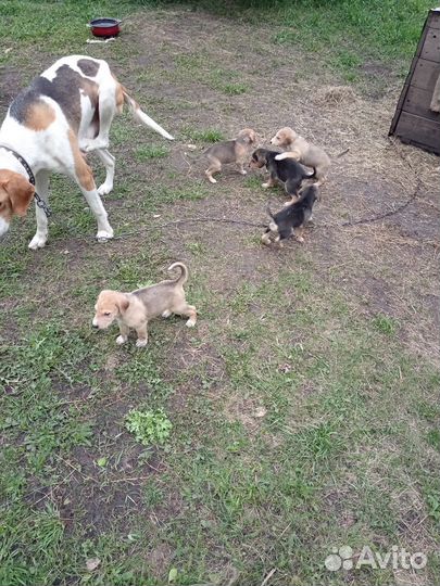 Щенки русской гончей