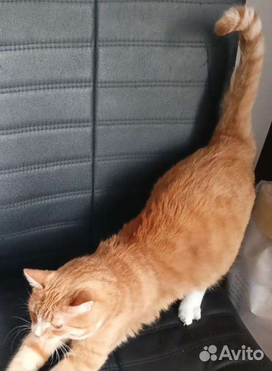 Ласковая забавная кошка Нюша