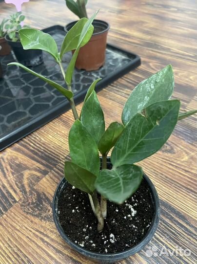 Замиокулькас