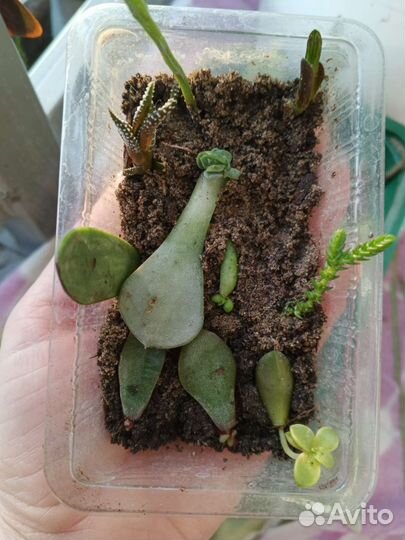 Суккуленты набор