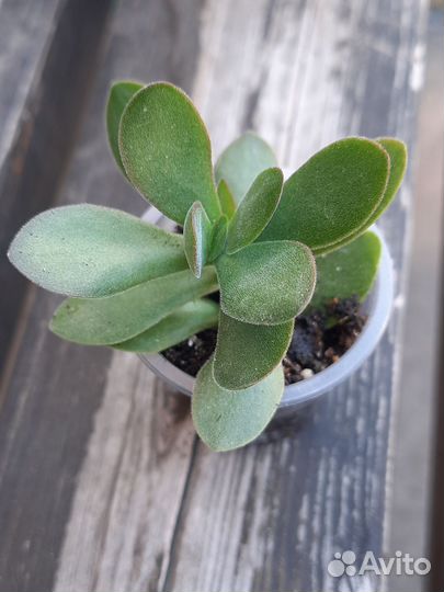 Крассулы различные