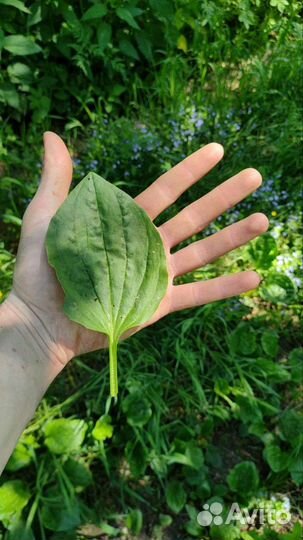 Корм для грызунов: сухие листья подорожника 100гр