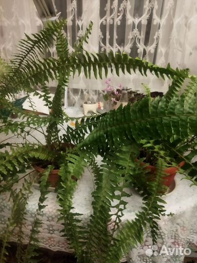 Папоротник комнатный