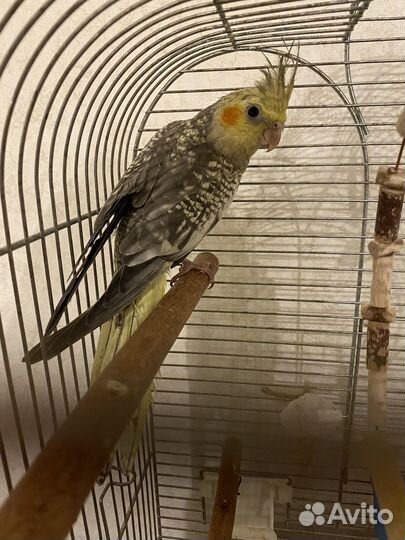 Птенцы кореллы