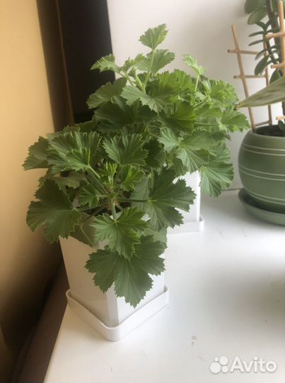 Пеларгония герань королевская