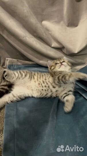 Рождественские Шотландские котята